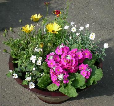 寄せ植え 花屋ブログ 群馬県前橋市の花屋 はなせんにフラワーギフトはお任せください 当店は 安心と信頼の花キューピット加盟店です 花キューピットタウン