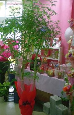 事務所移転祝の観葉植物。　お届け完了しました。　《前橋市の花屋》｜「はなせん」　（群馬県前橋市の花キューピット加盟店 花屋）のブログ