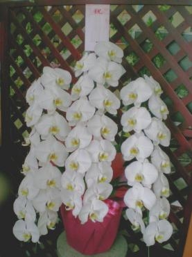 介護老人ホームの開所祝いの胡蝶蘭。お届け完了しました。《前橋市の花屋》｜「はなせん」　（群馬県前橋市の花キューピット加盟店 花屋）のブログ