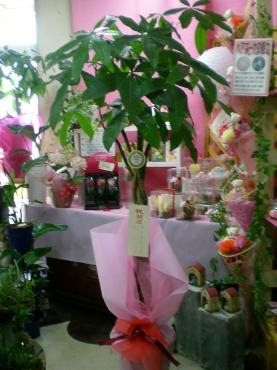 開店祝いの観葉植物。お届け完了しました。《前橋市の花屋》｜「はなせん」　（群馬県前橋市の花キューピット加盟店 花屋）のブログ