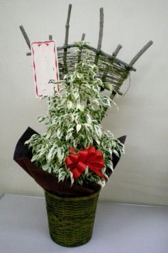事務所移転祝いの観葉植物。お届け完了しました。《前橋市の花屋》｜「はなせん」　（群馬県前橋市の花キューピット加盟店 花屋）のブログ
