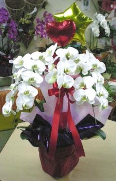 開店１周年記念のバルーン付き胡蝶蘭。お届完了しました。《前橋市の花屋》｜「はなせん」　（群馬県前橋市の花キューピット加盟店 花屋）のブログ