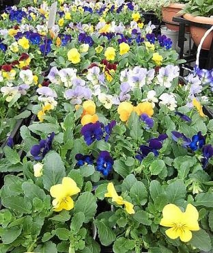 人気の花苗再々入荷です。寄せ植えもありますよ。《前橋市の花屋》｜「はなせん」　（群馬県前橋市の花キューピット加盟店 花屋）のブログ