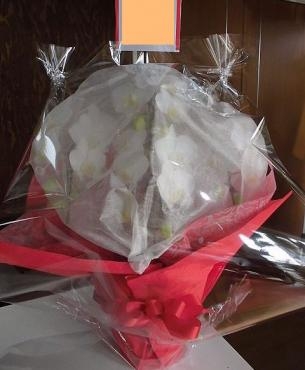 還暦祝いの胡蝶蘭を配達。前橋花屋はなせん。｜「はなせん」　（群馬県前橋市の花キューピット加盟店 花屋）のブログ
