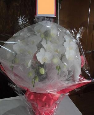おばあちゃんへのお誕生日プレゼントの胡蝶蘭を配達。前橋花屋はなせん。｜「はなせん」　（群馬県前橋市の花キューピット加盟店 花屋）のブログ