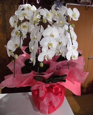 ヤマダグリーンドーム前橋へ、お祝いの胡蝶蘭を配達。前橋花屋はなせん。｜「はなせん」　（群馬県前橋市の花キューピット加盟店 花屋）のブログ