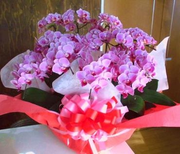 叙勲祝いのピンクの胡蝶蘭を配達。前橋花屋はなせん。｜「はなせん」　（群馬県前橋市の花キューピット加盟店 花屋）のブログ