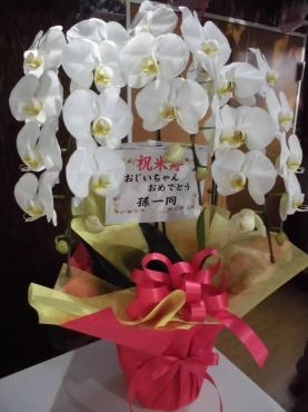 お孫さんからおじいちゃんへ米寿のお祝いの胡蝶蘭。前橋花屋はなせん。｜「はなせん」　（群馬県前橋市の花キューピット加盟店 花屋）のブログ