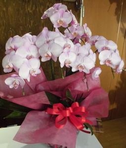 喜寿のお祝いの胡蝶蘭を配達。前橋花屋はなせん。｜「はなせん」　（群馬県前橋市の花キューピット加盟店 花屋）のブログ