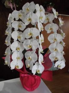 誕生日プレゼントの胡蝶蘭を配達。前橋花屋はなせん。｜「はなせん」　（群馬県前橋市の花キューピット加盟店 花屋）のブログ