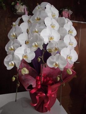 誕生日の胡蝶蘭を配達。前橋花屋はなせん。｜「はなせん」　（群馬県前橋市の花キューピット加盟店 花屋）のブログ