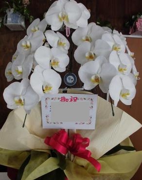 落成祝いの胡蝶蘭を配達。前橋花屋はなせん。｜「はなせん」　（群馬県前橋市の花キューピット加盟店 花屋）のブログ