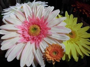 前橋市の花屋はなせん。超特大、ビッグガーベラ。｜「はなせん」　（群馬県前橋市の花キューピット加盟店 花屋）のブログ