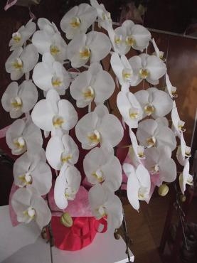 前橋市の花屋、はなせん。トレーニングジムにお祝いの胡蝶蘭を配達。｜「はなせん」　（群馬県前橋市の花キューピット加盟店 花屋）のブログ
