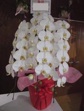 前橋市の花屋、はなせん。リフォーム祝いの胡蝶蘭を配達。｜「はなせん」　（群馬県前橋市の花キューピット加盟店 花屋）のブログ