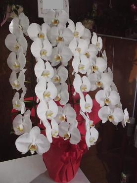 前橋の花屋、はなせん。歯科クリニックの開院祝いに胡蝶蘭を配達。｜「はなせん」　（群馬県前橋市の花キューピット加盟店 花屋）のブログ