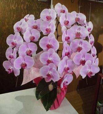前橋の花屋、はなせん。６０周年祝いの胡蝶蘭を配達。｜「はなせん」　（群馬県前橋市の花キューピット加盟店 花屋）のブログ