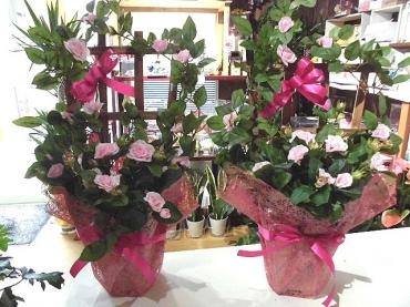 前橋市の花屋、はなせん。夏場に特に人気の光触媒のバラをお届け。｜「はなせん」　（群馬県前橋市の花キューピット加盟店 花屋）のブログ