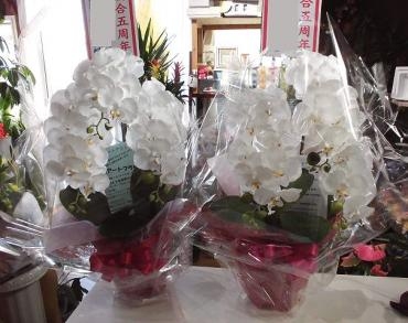 前橋市の花屋、はなせん。統合5周年祝いの光触媒胡蝶蘭を配達。｜「はなせん」　（群馬県前橋市の花キューピット加盟店 花屋）のブログ