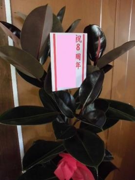 ８周年祝いの観葉植物。｜「はなせん」　（群馬県前橋市の花キューピット加盟店 花屋）のブログ