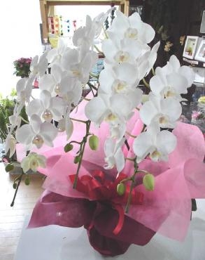 還暦のお祝いの胡蝶蘭。｜「はなせん」　（群馬県前橋市の花キューピット加盟店 花屋）のブログ