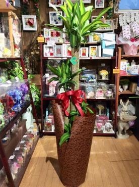 開店祝いの観葉植物｜「はなせん」　（群馬県前橋市の花キューピット加盟店 花屋）のブログ