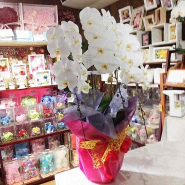 開店祝いの胡蝶蘭｜「はなせん」　（群馬県前橋市の花キューピット加盟店 花屋）のブログ