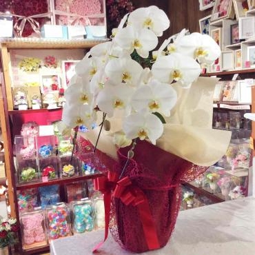 新築祝いの胡蝶蘭｜「はなせん」　（群馬県前橋市の花キューピット加盟店 花屋）のブログ