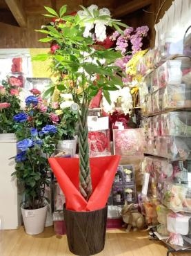開店i祝い、観葉植物｜「はなせん」　（群馬県前橋市の花キューピット加盟店 花屋）のブログ