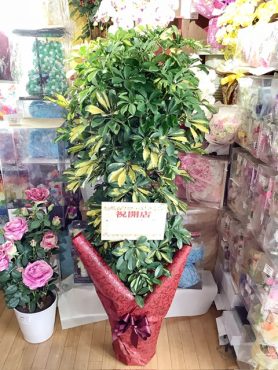 高崎市、開店祝いの観葉植物｜「はなせん」　（群馬県前橋市の花キューピット加盟店 花屋）のブログ