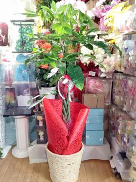 開店祝いに観葉植物｜「はなせん」　（群馬県前橋市の花キューピット加盟店 花屋）のブログ