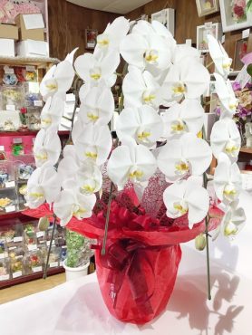 就任祝い胡蝶蘭｜「はなせん」　（群馬県前橋市の花キューピット加盟店 花屋）のブログ