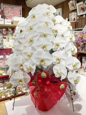 就任祝いの胡蝶蘭｜「はなせん」　（群馬県前橋市の花キューピット加盟店 花屋）のブログ