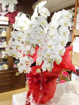 周年祝いのコチョウラン｜「はなせん」　（群馬県前橋市の花キューピット加盟店 花屋）のブログ