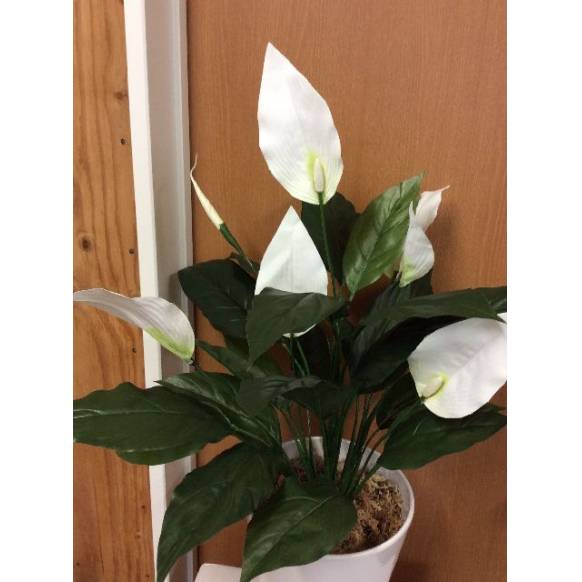 観葉植物 スパティフィラム 除菌効果や空気清浄の効果の光触媒のスパティフィラム 群馬県前橋市の花屋 はなせんにフラワーギフトはお任せください 当店は 安心と信頼の花キューピット加盟店です 花キューピットタウン